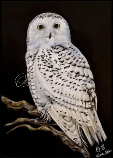 Portrait au pastel d'un harfang des neiges sur fond noir
