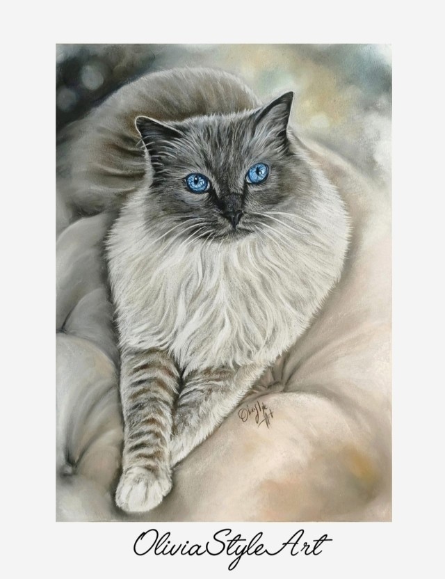 Portrait Ragdoll